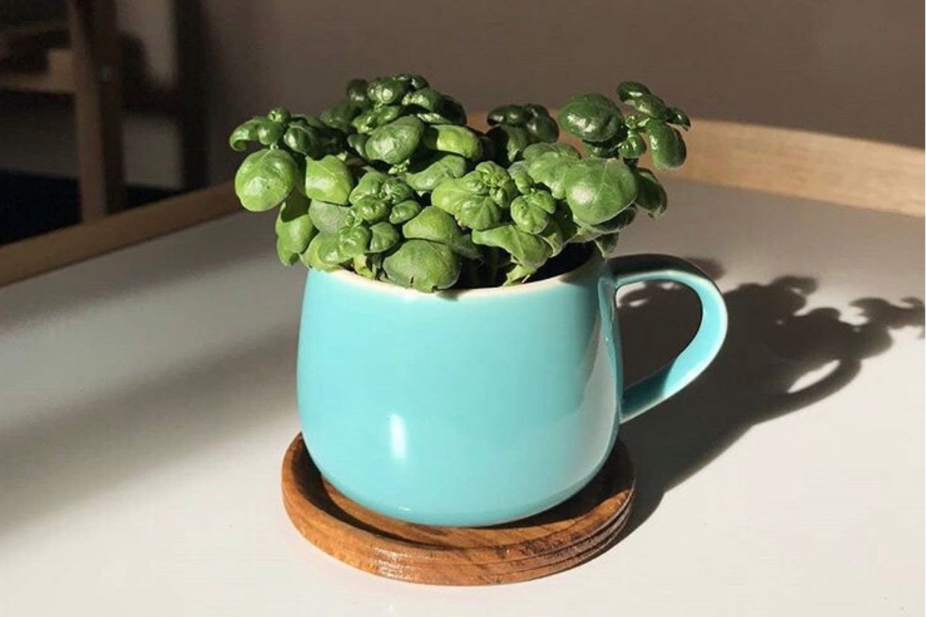 HappyFresh_10_Indoor_Plants_In_Condo_Bathroom_Bubbles