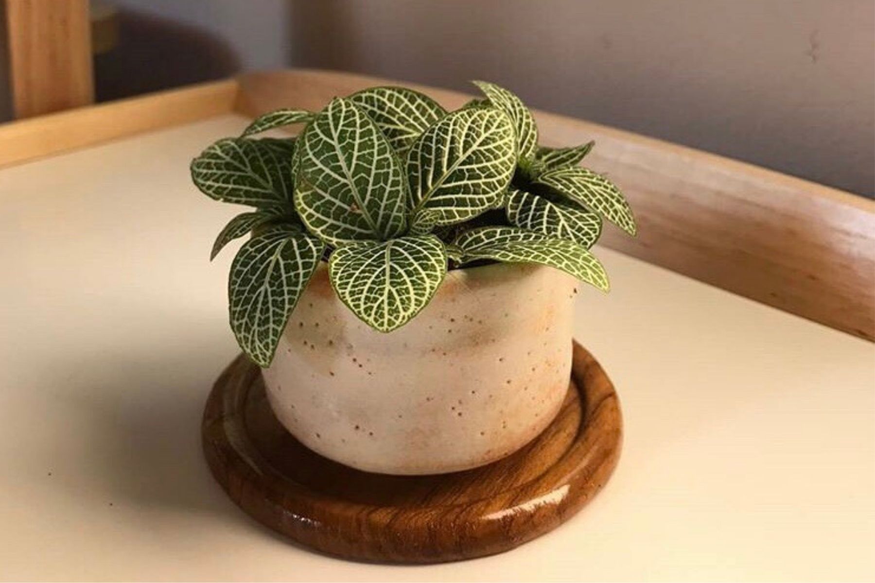 HappyFresh_10_Indoor_Plants_In_Condo_Mosaic_Plant