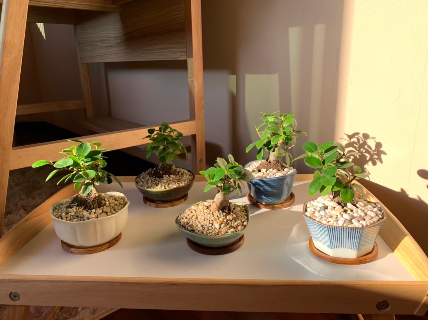 HappyFresh_10_Indoor_Plants_In_Condo